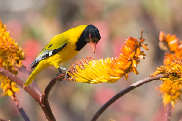 Lack-headed oriole sitting on yellow aloe catch bee — Stock Photo, Image