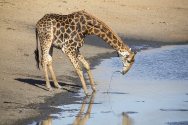 Yalnız zürafa içme suyu geç öğleden sonra bir gölet