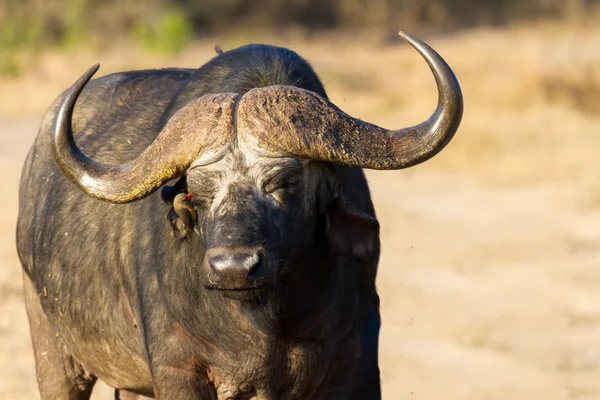 Kap-Büffel auf offener Suche nach möglicher Gefahr — Stockfoto
