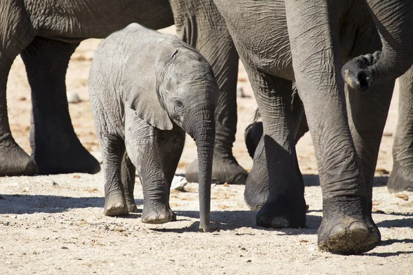 Breeding herd of elephant drinking water at small pond — Stock Photo, Image