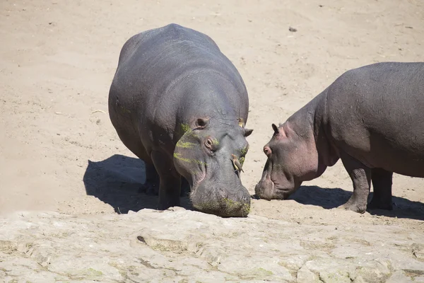 Grote hippo stier lopen op de oever van rivier — Stockfoto