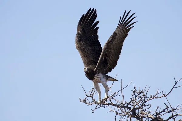 Martial eagle with large wings take off from tree against blue s — Stock Photo, Image