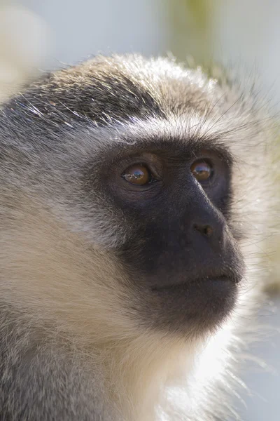 Portrait de singe vervet en gros plan avec des détails sur de longs poils du visage — Photo