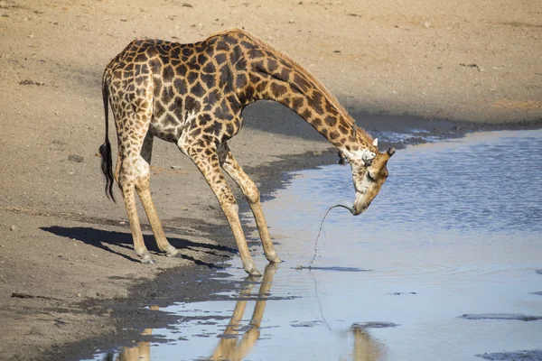 Lone giraffe drinking water at a pond in late afternoon — Stock Photo, Image