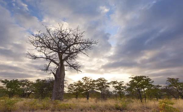 Baobab duże drzewo bez liści na wschód z pochmurnego nieba — Zdjęcie stockowe