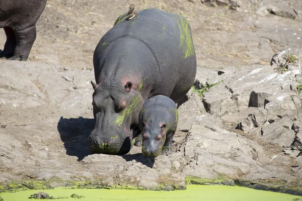 Enorme nijlpaard koe lopen aan de oever van een meer met kalf — Stockfoto
