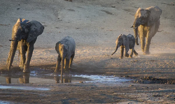 Branco di elefanti che gioca in acqua fangosa con molto divertimento — Foto Stock
