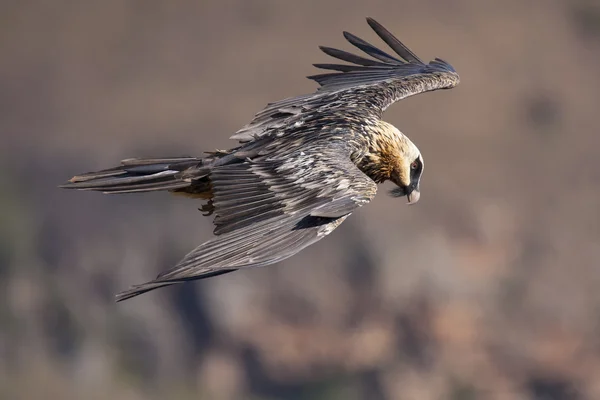 Bearded vulture flying in the mountains — Stock Photo, Image