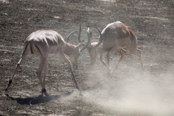 Два импала-самца дерутся на пыльном и сухом песке — стоковое фото