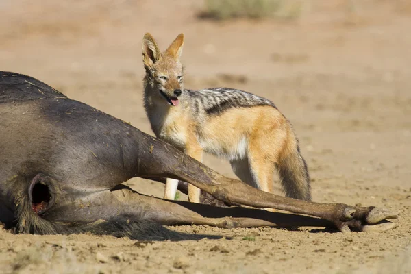 Schwarzer Rückenschakal frisst Gnus-Kadaver in Kgalakgadi — Stockfoto