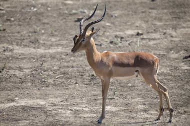 Impala ram ile oxpeckers yüzünde parazitleri Temizleme