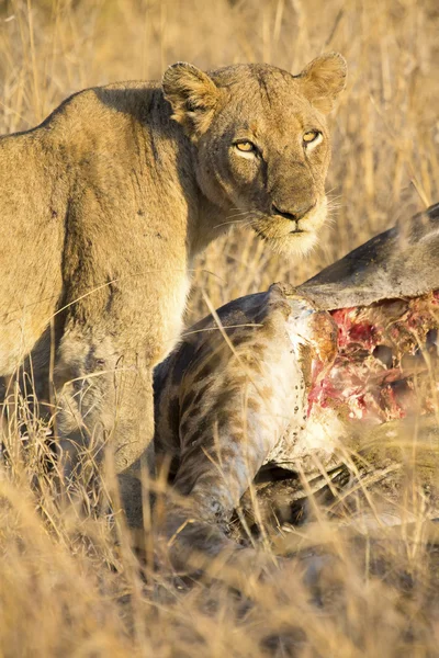 Lionne avec girafe fraîchement tuée pour le petit déjeuner — Photo