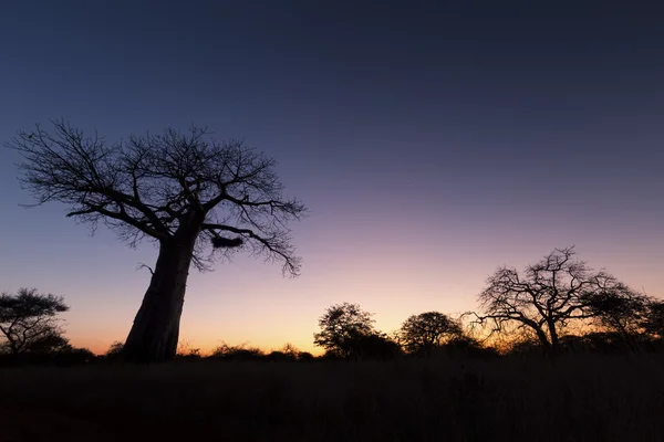 Großer Baobab-Baum ohne Blätter bei Sonnenaufgang mit klarem Himmel — Stockfoto