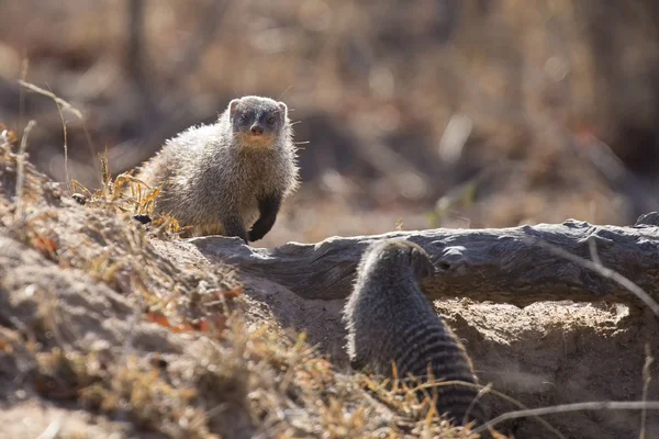 Banded mongoose is a lookout on tree stump — Stock Photo, Image