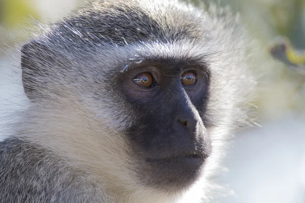 Portrait de singe vervet en gros plan avec des détails sur de longs poils du visage — Photo