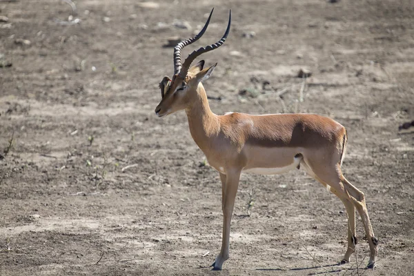 Impala ram com oxpeckers em seu rosto parasitas de limpeza — Fotografia de Stock