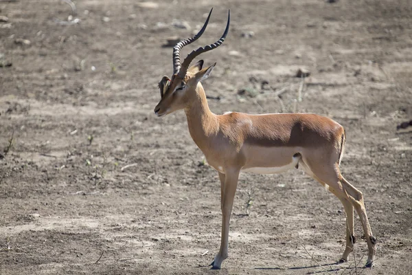 Impala ram s oxpeckers na obličeji čištění parazitů — Stock fotografie