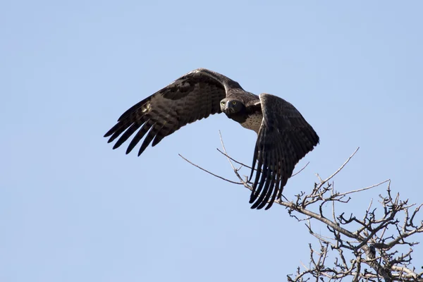 Aquila marziale con grandi ali decollare dall'albero contro il blu s — Foto Stock