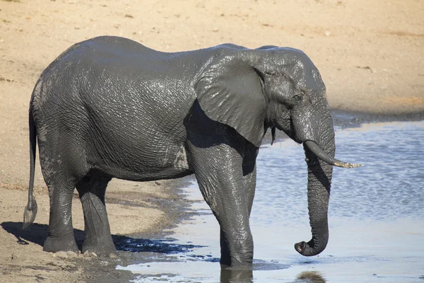 Rebaño de elefantes jugando en agua fangosa con mucha diversión — Foto de Stock