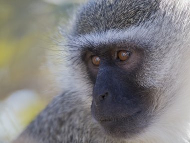 Vervet maymun portre yakın çekim uzun sakal detay ile