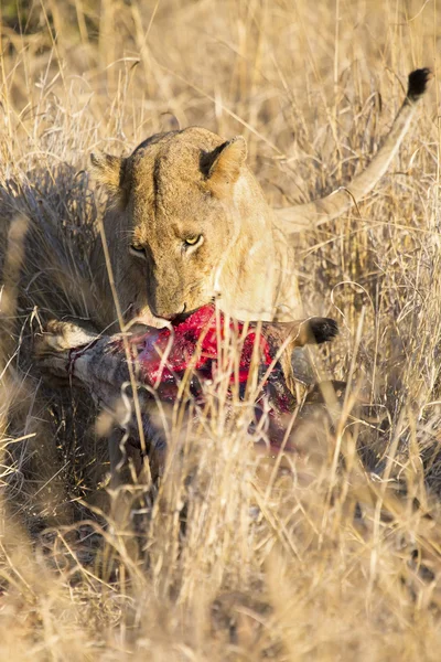 Lwica z świeżo zabitych żyrafa na śniadanie — Zdjęcie stockowe
