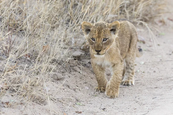 Kleine Leeuw cub wandelen langs onverharde weg met gras — Stockfoto