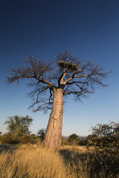 Großer Baobab-Baum ohne Blätter bei Sonnenaufgang mit klarem Himmel — Stockfoto