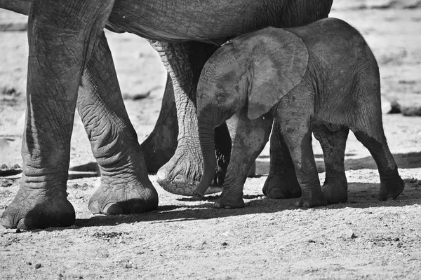 Breeding herd of elephant drinking water at small pond — Stock Photo, Image