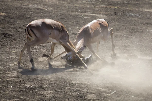 Два импала-самца дерутся на пыльном и сухом песке — стоковое фото