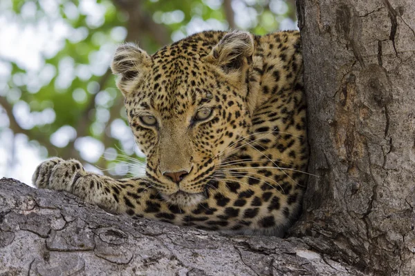 Leopardo deitado na árvore à sombra descansando — Fotografia de Stock