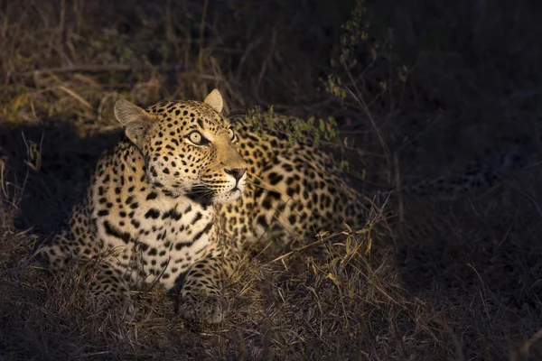Leopard állapítanak meg a sötétben a többi — Stock Fotó