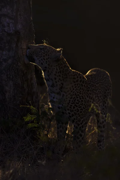 Леопард метит свою территорию на дереве в темноте — стоковое фото
