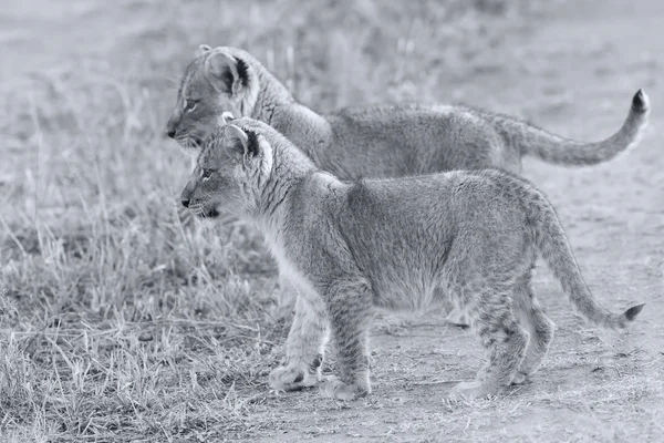 Dos cachorros de león explorando para arbustos convesion artística —  Fotos de Stock