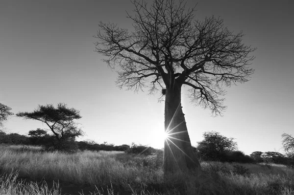 Baobab duże drzewo bez liści na wschód z jasne niebo artis — Zdjęcie stockowe