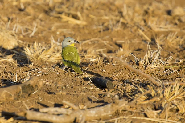 Shrike arbusto de cabeza gris en busca de comida en hierba seca —  Fotos de Stock