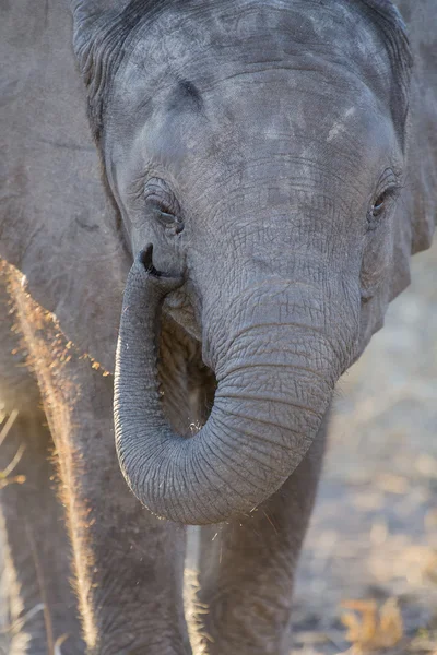 Elephant drinking and splashing water on dry and hot day — Stock Photo, Image