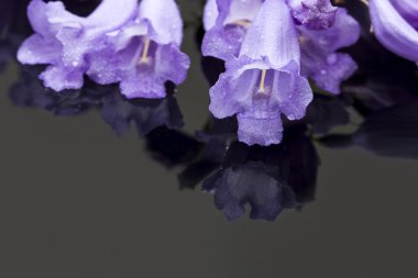 Jacaranda flowers macro on a shiny surface clipart