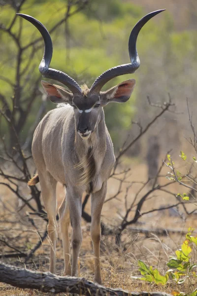 Kudu velký býk se pasou mezi mrtvé trn keře pro listy — Stock fotografie