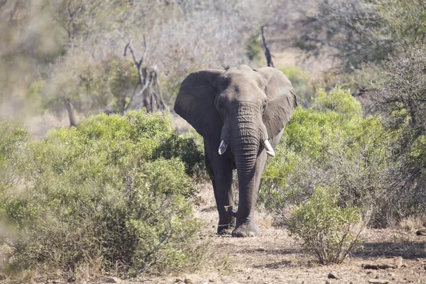 Grande elefante che si avvicina a una strada con zanne — Foto Stock