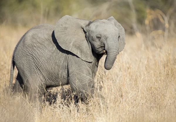 Pequeño elefante ternera jugar en la hierba verde larga y tener mucha f —  Fotos de Stock