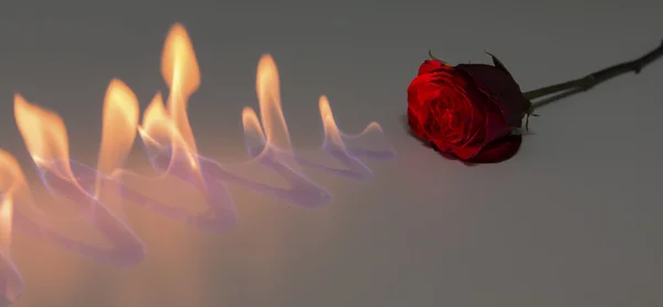 Red rose with fire on shiny surface in studio — Stock Photo, Image