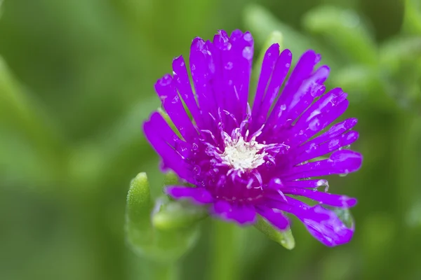 Makro mały kwiat purpurowy z zielonym tle — Zdjęcie stockowe