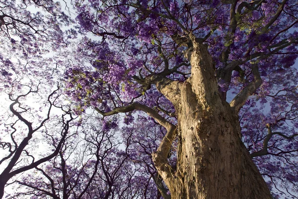 Jacaranda ağaç gövdesi küçük çiçekler ve gökyüzü ile