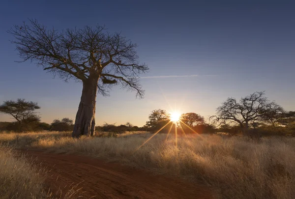 Grand baobab sans feuilles au lever du soleil avec ciel clair — Photo