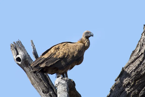 White backed vulture sitting in dead tree with blue sky — Stock Photo, Image