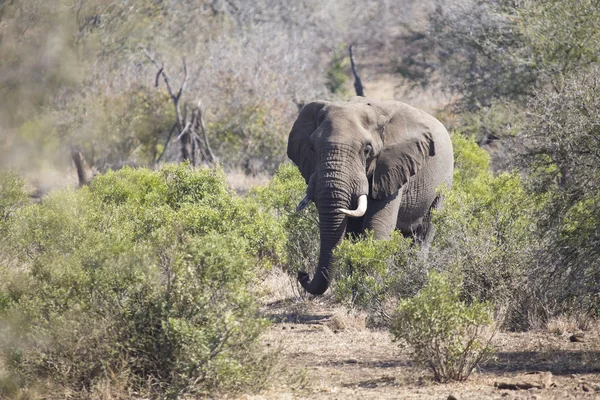 Big elephant approaching a road with tusks — Stock Photo, Image