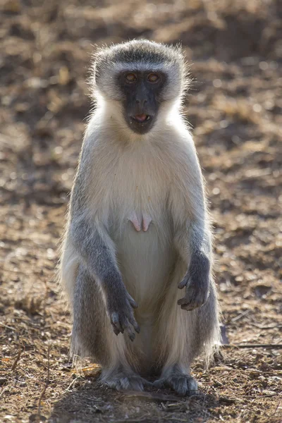 Vervet macaco descanso e sentar e forragem para comida na natureza — Fotografia de Stock