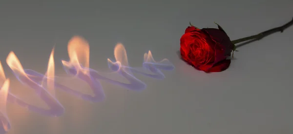 Red rose with fire on shiny surface in studio — Stock Photo, Image