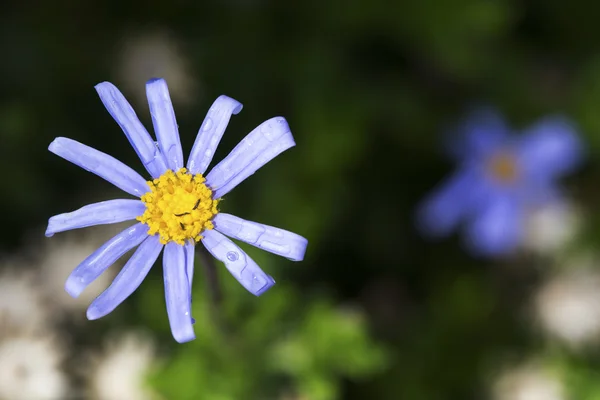 一个小的蓝色花的宏与绿色背景 — 图库照片