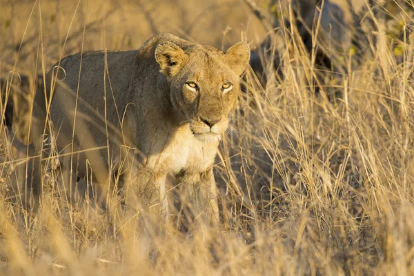 Löwin bewegt sich in braunem Gras zum Töten — Stockfoto